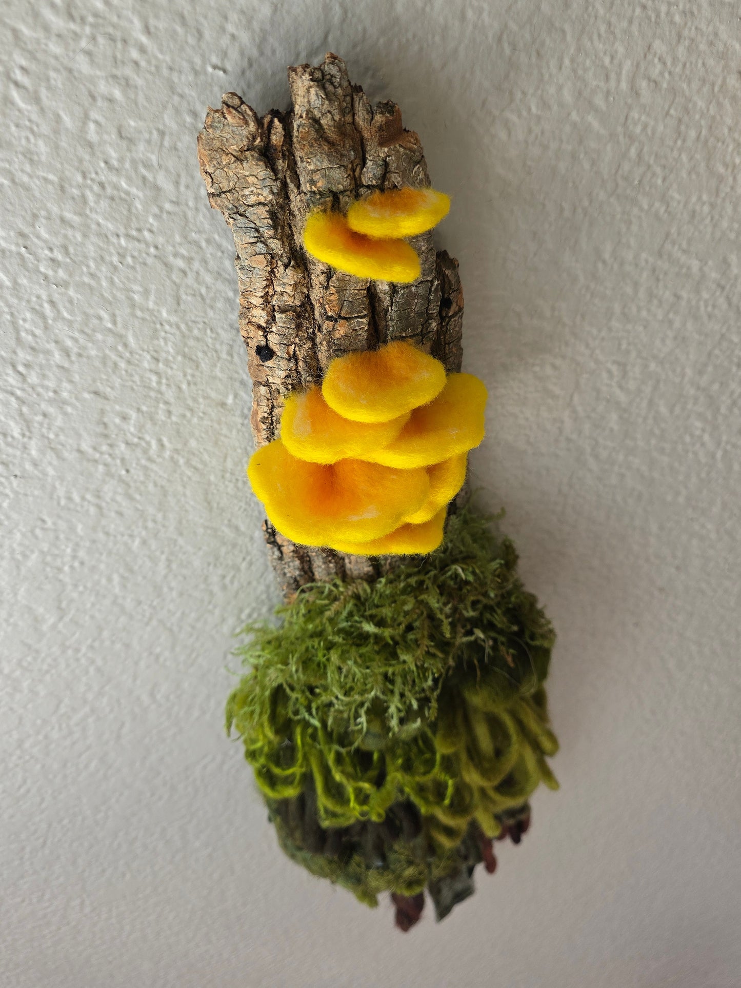 Chicken of the Woods 1